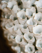 Images Shw1200-0491_11.jpg